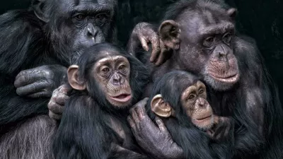 A close-up of chimpanzees seated together / Foto: Wirestock