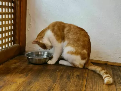 maček, mačke, muc, živali, mačka