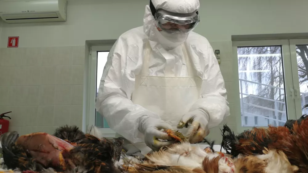 aviarna influenca (ptičja gripa), laboratorij