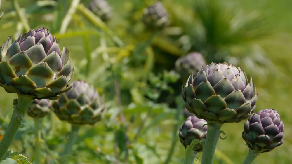 Artičoka in suhozid ohranjata kulturno krajino