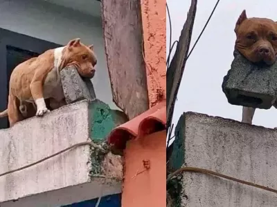 Aretirali so mo&scaron;kega, ki naj bi iz&scaron;olal psa, da na ljudi pred hi&scaron;o meče opeko. Foto: posnetek zaslona