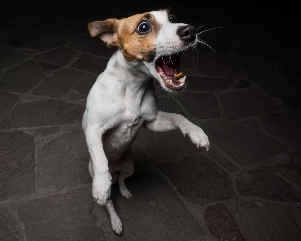 Funny Jack Russell Terrier dog catches dry food on the fly
