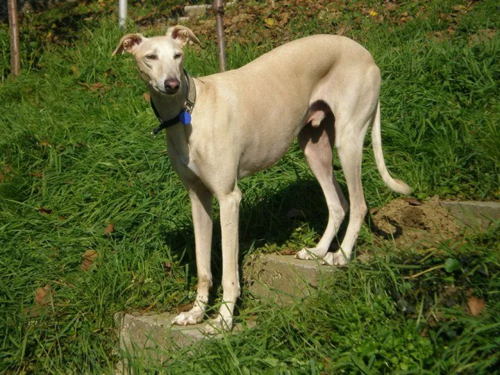 Hrti, re&scaron;evanje, pes