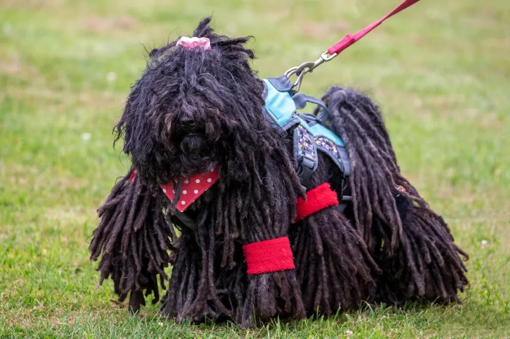 Leia the Hungarian Puli at the doggy sports day in Sutton-under-Brailes, Warwickshire. See SWNS copy SWCAlevitate: This is the moment a Hungarian herding dog appears to levitate as it sprints at full pelt during a doggy sports day. Five-year-old Ruby resembles a thick black mop as she takes flight while darting after a toy bunny at top speed during the timed challenge. The Hungarian Puli, whose distinctive looks recently bagged her a role in the new Cruella film, was pipped to the prize of fastest dog only by rival 'Paintbrush the Pumi'.,Image: 625827058, License: Rights-managed, Restrictions: follow us on twitter - @swnsbrowse our website - swns.comemail pix@swns.com, Model Release: no