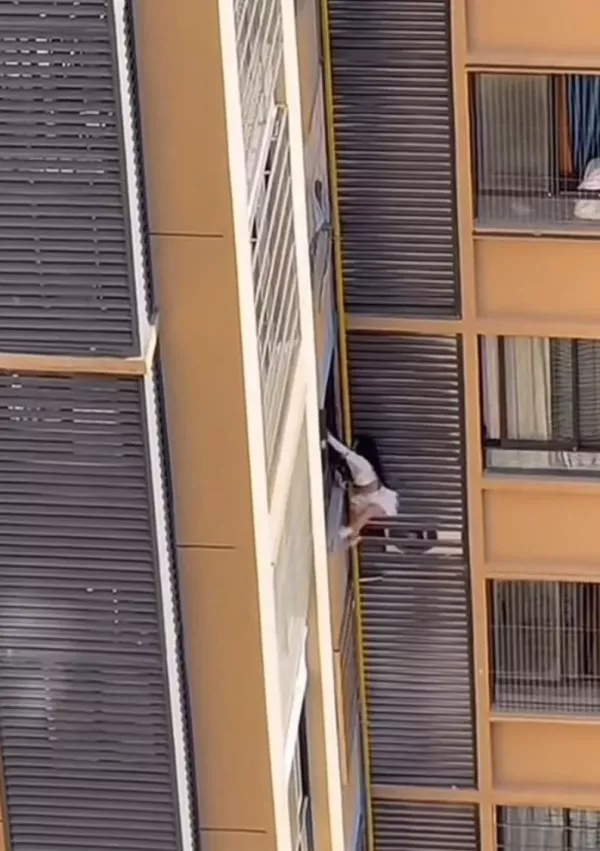 Re&scaron;il jo je sosed. / Foto: Zajem Zaslona