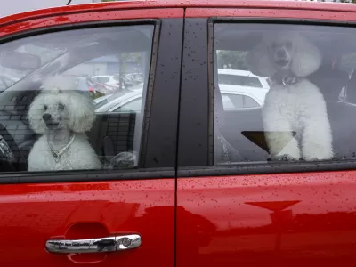 - simbolična fotografija - pes, pudelj, avto, rdeča, lajež    //FOTO: Jaka Gasar
