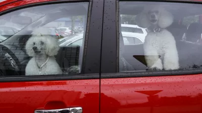 - simbolična fotografija - pes, pudelj, avto, rdeča, lajež    //FOTO: Jaka Gasar