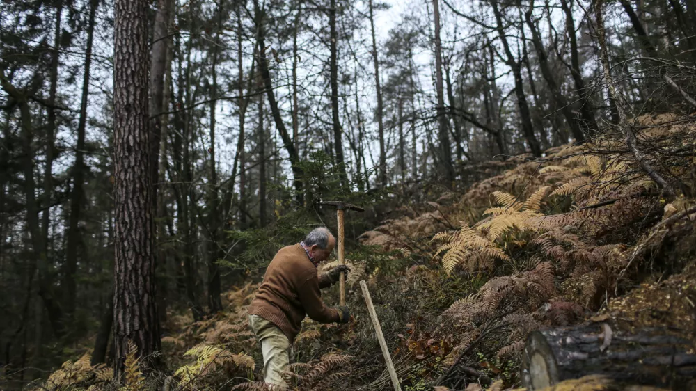 - 15.11.2014 Rekreativni park Mostec v Ljubljani - Vseslovenska jesenska akcija Obnovimo slovenske gozdove - pogozdovanje ljubljanskih gozdov - obnova v žledolomu po&scaron;kodovanih gozdov - sadnja sadik gozdnega drevja - obnova gozdov - gozdarstvo - gozdovi - gozd - drevesa - sanacija -  //FOTO: Jaka Gasar / Foto: Jaka Gasar