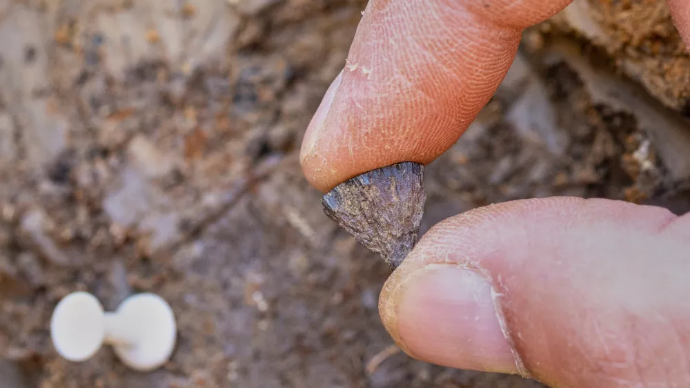 Discovery of the first fragment of iron pyrite in 2017, at Barnham, Suffof, England. (Jordan Mansfield/Pathways to Ancient Britain Project via AP)