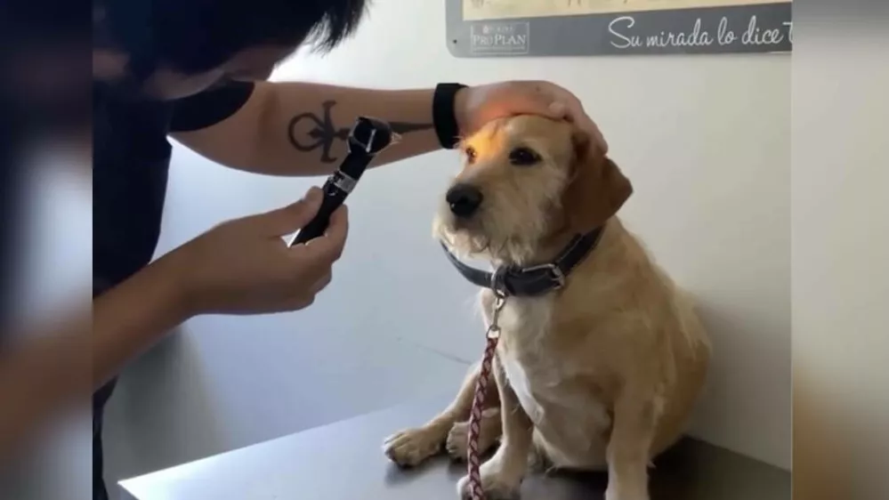 Kužek ni bil slep, le ljudje ga niso zanimali. Foto: re&scaron;evalna ekipa za živali