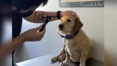 Kužek ni bil slep, le ljudje ga niso zanimali. Foto: re&scaron;evalna ekipa za živali