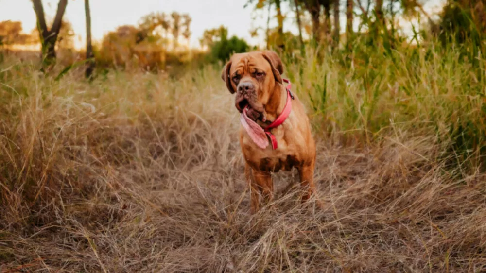 Ozzy med tekom / Foto: Guinnessworldrecords
