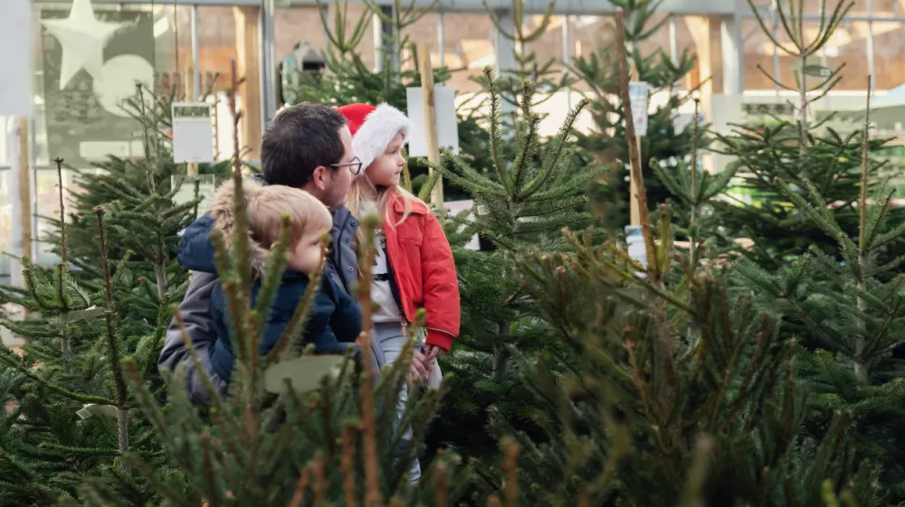 Father and children choose a Christmas tree in the market.