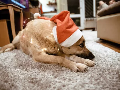 Cute Dog with santa hat and Christmas lights laying cozy on the carpet in living room / Foto: Biserka Stojanovic, Getty Images