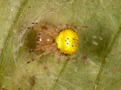 Slovenci na Madagaskarju odkrili novi rod pajkov