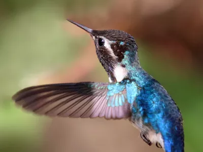 Čmrlji kolibri, samček, na sliki, je težak manj kot 2 grama.  / Foto: Wikipedia