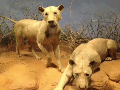 Ljudožerska leva / Foto: Arhiv