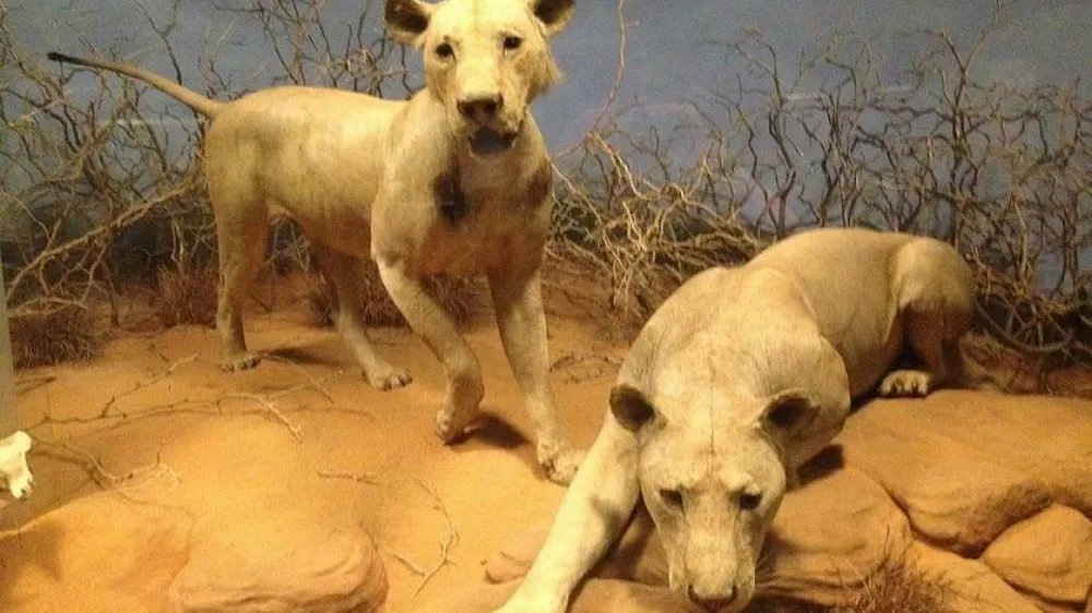 Ljudožerska leva / Foto: Arhiv