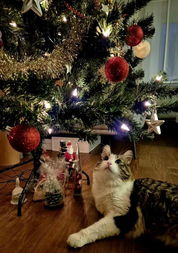 Hm, le kaj živali roji po glavi? / Foto: Dnevnik.si