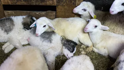 - drobnica - ovce- prvo leglo projektnih pastirskih psov pasme tornjak - mladiči iz delovne linije rodovniških pastirskih psov, ki so jo vzpostavili v okviru mednarodnega projekta Life DinAlp Bear- 28.02.2017 - Juršče v Občini Pivka - Ekološka kmetija Sedmak - reja drobnice na prostem - primer dobre prakse uporabe pastirskih psov za varovanje drobnice pred velikimi zvermi -//FOTO: Matjaž Rušt