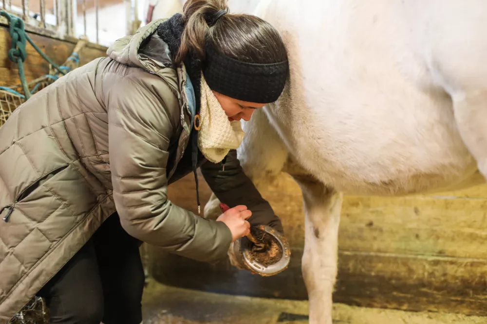 - 29.12.2025. - Reportaža Konjeni&scaron;ki klub Grič v Ljubljani.//FOTO: Bojan Velikonja / Foto: Bojan Velikonja
