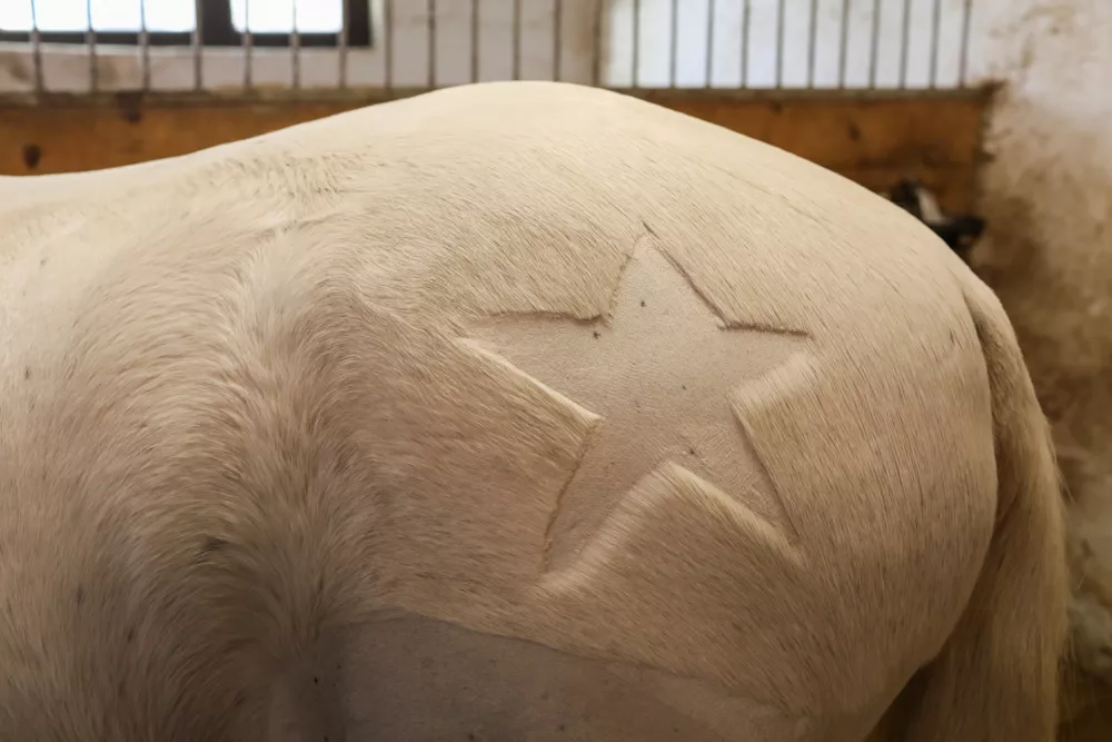 - 29.12.2025. - Reportaža Konjeni&scaron;ki klub Grič v Ljubljani.//FOTO: Bojan Velikonja / Foto: Bojan Velikonja