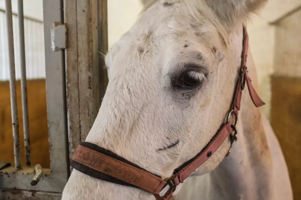- 29.12.2025. - Reportaža Konjeni&scaron;ki klub Grič v Ljubljani.//FOTO: Bojan Velikonja / Foto: Bojan Velikonja