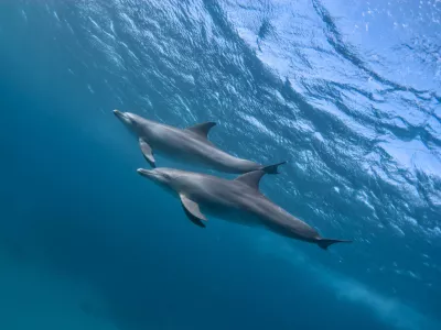 Two indic bottlenose dolphins (tursiops aduncus) swimming in the ocean