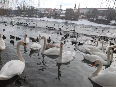 - ilustrativna fotografija - - labod - - odkritje virusa - ptičja gripa tipa H5 pri labodih v Sloveniji, virus ptičje gripe - Maribor- Koblerjev zaliv - Drava, labod, , // FOTO: Luka CjuhaOPOMBA: ZA OBJAVO V ČASOPISU DNEVNIK
