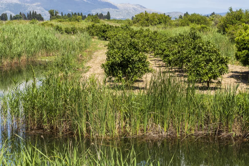 Zaradi posebne mikroklime uspevajo tudi v dolini Neretve. / Foto: Istock