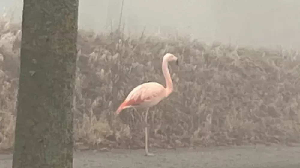 Neobičajen prizor / Foto: Policija V Ulmu