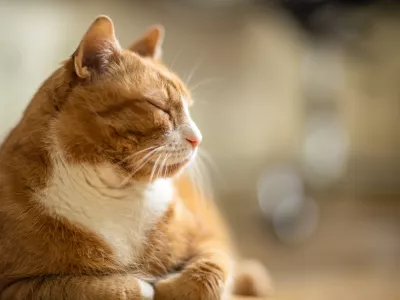 Mačka med počivanjem / Foto: Istock