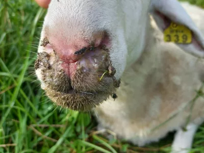 ovca, bolezen modrikastega jezika. Foto: UVHVVR