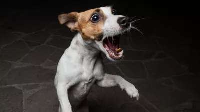 Funny Jack Russell Terrier dog catches dry food on the fly