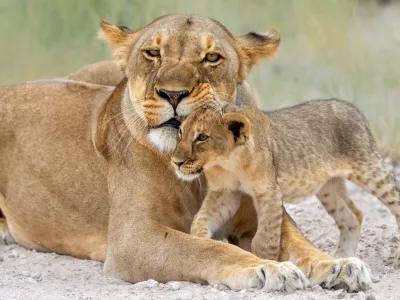 Levinja z mladičem. Tudi med levi je opaziti detomor. / Foto: Istock