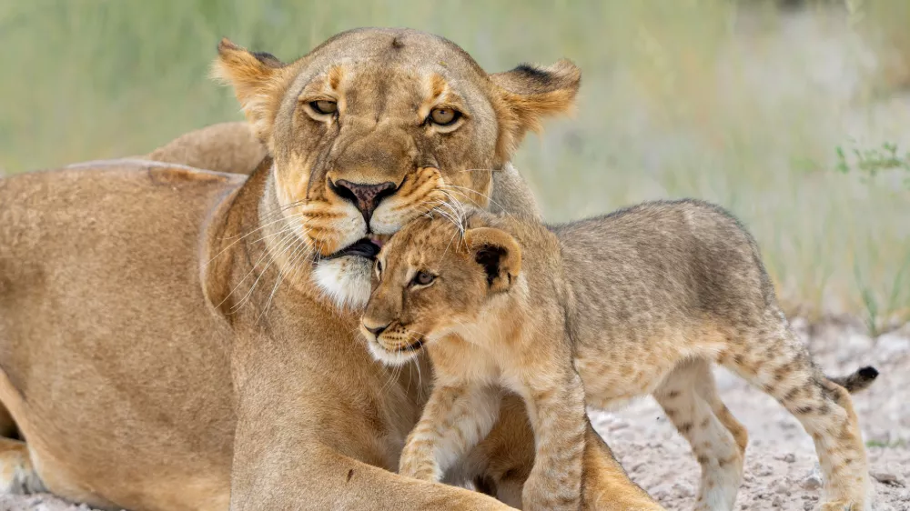 Levinja z mladičem. Tudi med levi je opaziti detomor. / Foto: Istock
