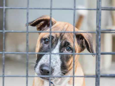 Shelter for homeless dogs, waiting for a new owner