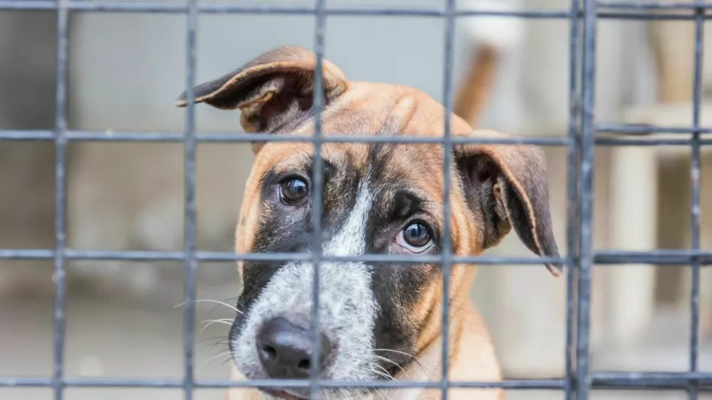 Shelter for homeless dogs, waiting for a new owner