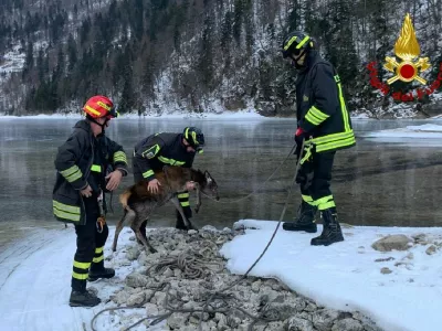 Jelen, ki so ga re&scaron;ili iz zaledenelega jezera, ni bil po&scaron;kodovan. 
