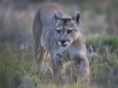 Image: 1017634606, License: Rights-managed, Restrictions:, Model Release: no