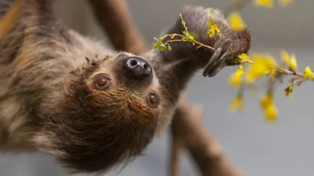 Linnaeus's two-toed sloth (Choloepus didactylus) eats fresh flowers and branches in zoo