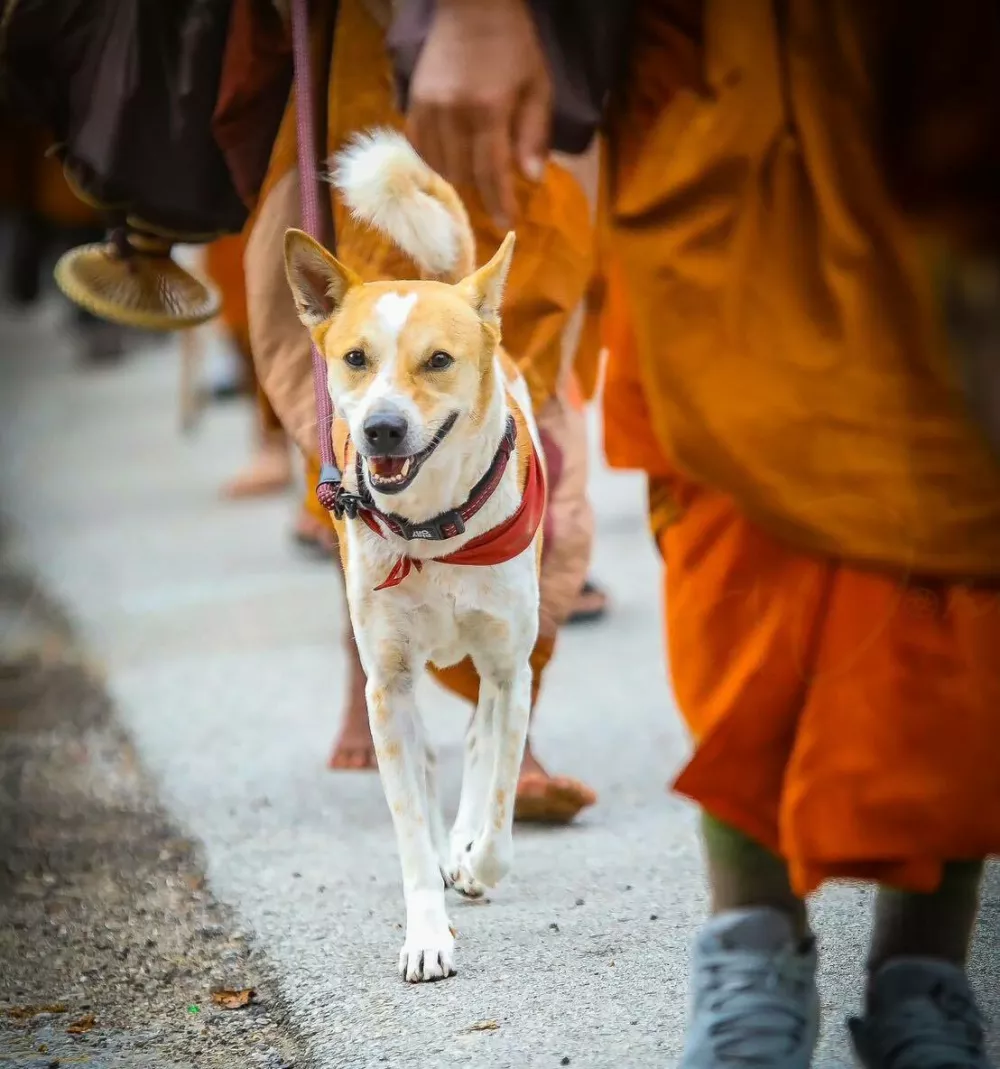 Aloka z menihi drži svoj tempo. Foto: FB/Aloka the Peace Dog