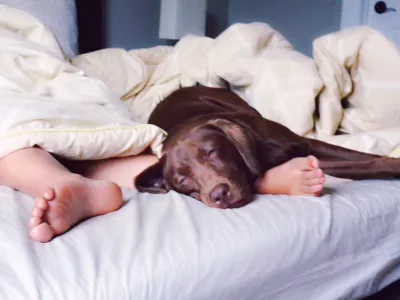 Low Section Of Child Sleeping With Chocolate Labrador On Bed