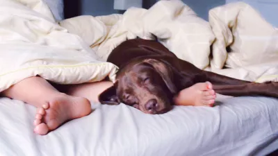 Low Section Of Child Sleeping With Chocolate Labrador On Bed