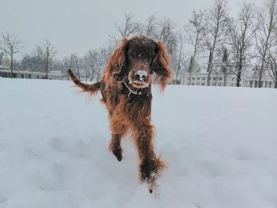 Pes,veselje na snegu