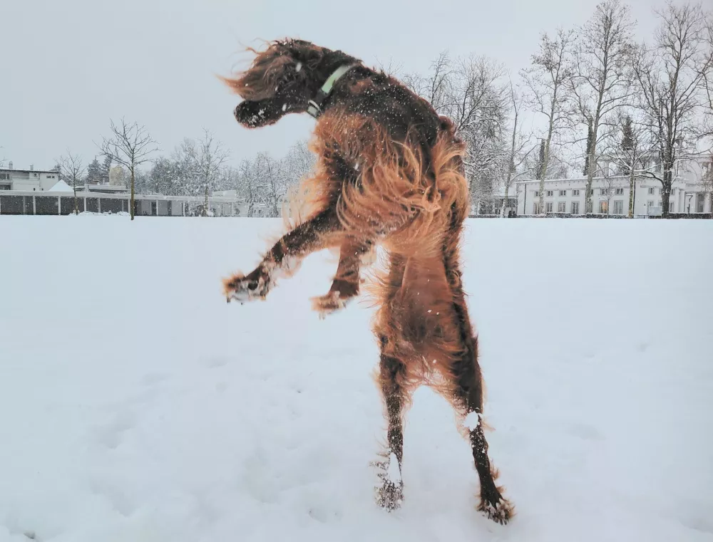 pes veselje na snegu