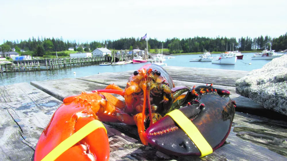REFILE - CORRECTING BYLINE An extremely rare, two-toned, half-orange, half-brown lobster caught off the coast of Maine is pictured in this undated handout photo. The lobster was caught by Jeff Edwards, a lobsterman from Owl's Head, Maine. Scientists say the chances of such a mutation occurring are approximately 1-in-50 million. REUTERS/Elsie Mason/Ship to Shore Lobster Co./Handout (UNITED STATES - Tags: SOCIETY ANIMALS TPX IMAGES OF THE DAY) ATTENTION EDITORS - THIS IMAGE HAS BEEN SUPPLIED BY A THIRD PARTY. IT IS DISTRIBUTED, EXACTLY AS RECEIVED BY REUTERS, AS A SERVICE TO CLIENTS. NO SALES. NO ARCHIVES. FOR EDITORIAL USE ONLY. NOT FOR SALE FOR MARKETING OR ADVERTISING CAMPAIGNS