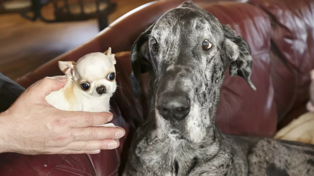 Srečanje največjega in najmanj&scaron;ega psa. / Foto: Profimedia