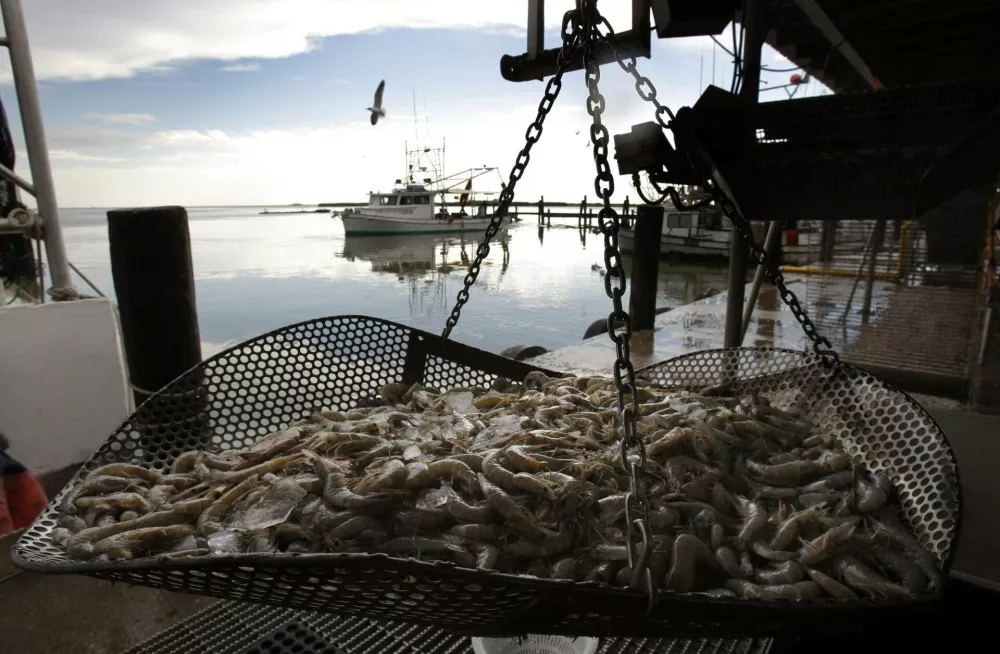 Fresh shrimp lie on a weight scale on the docks at Joshua's Marina in Buras, Louisiana May 16, 2010. The small coastal community, like so many others along the Gulf coast, worries what the future holds because of the BP oil spill, which threatens to impact the entire economic and environmental fabric of the region. REUTERS/Hans Deryk  (UNITED STATES - Tags: ENVIRONMENT DISASTER ENERGY)
