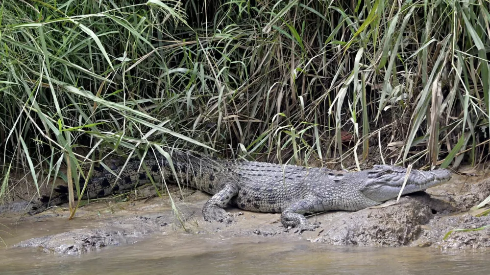 Krokodil im Daintree River, Cairns, Queensland, Australien, Australia, Regenwald, Rainforest, Salzwasserkrokodil, Saltwater crocodile, Krokodil, Crocodile, Saltie, Reptil, Reptile, Wildtier, Wildlife, Fluss, River, Mangroven, Mangroves, Natur, Nature, Abenteuer, Adventure, Safari, Bootstour, River cruise, Gefahr, Danger, Raubtier, Predator, Tropen, Tropics, Nationalpark, National park, &Ouml;kotourismus, Ecotourism, Fotomotiv, Photo spot *** Crocodile in the Daintree River, Cairns, Queensland, Australia, Rainforest, Rainforest, Saltwater crocodile, Crocodile, Crocodile, Saltie, Reptile, Reptile, Wild animal, Wildlife, River, River, Mangroves, Nature, Adventure, Safari, Boat tour, River cruise, Danger, Predator, Tropics, National park, Natio,Image: 1030573298, License: Rights-managed, Restrictions: imago is entitled to issue a simple usage license at the time of provision. Personality and trademark rights as well as copyright laws regarding art-works shown must be observed. Commercial use at your own risk., Model Release: no